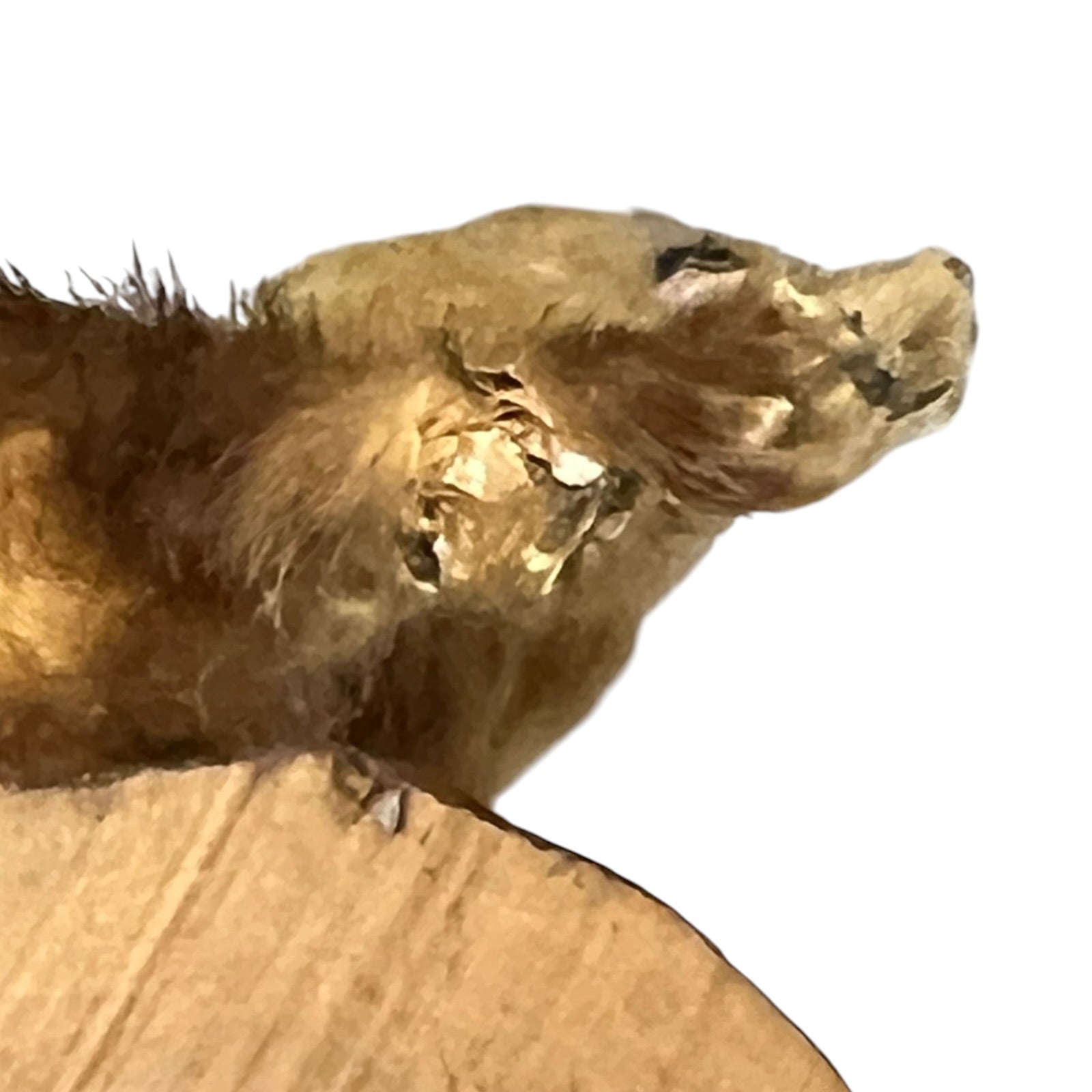 Close up of a taxidermy weasel on a white background