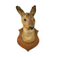 image French vintage taxidermy deer head 