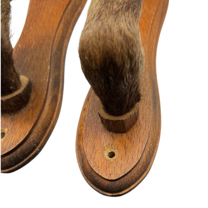 close up of boar hooves on a white background