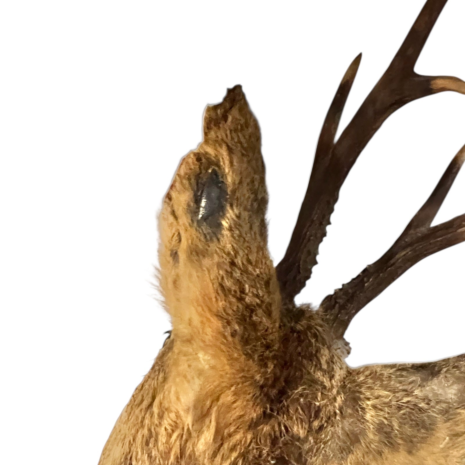 Close-up of deer mount against a wooden surface