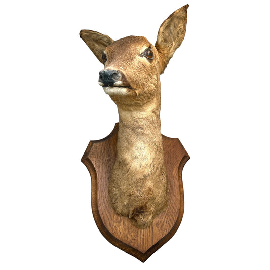 Vintage Taxidermy Roe Deer Head - French Mounted Specimen