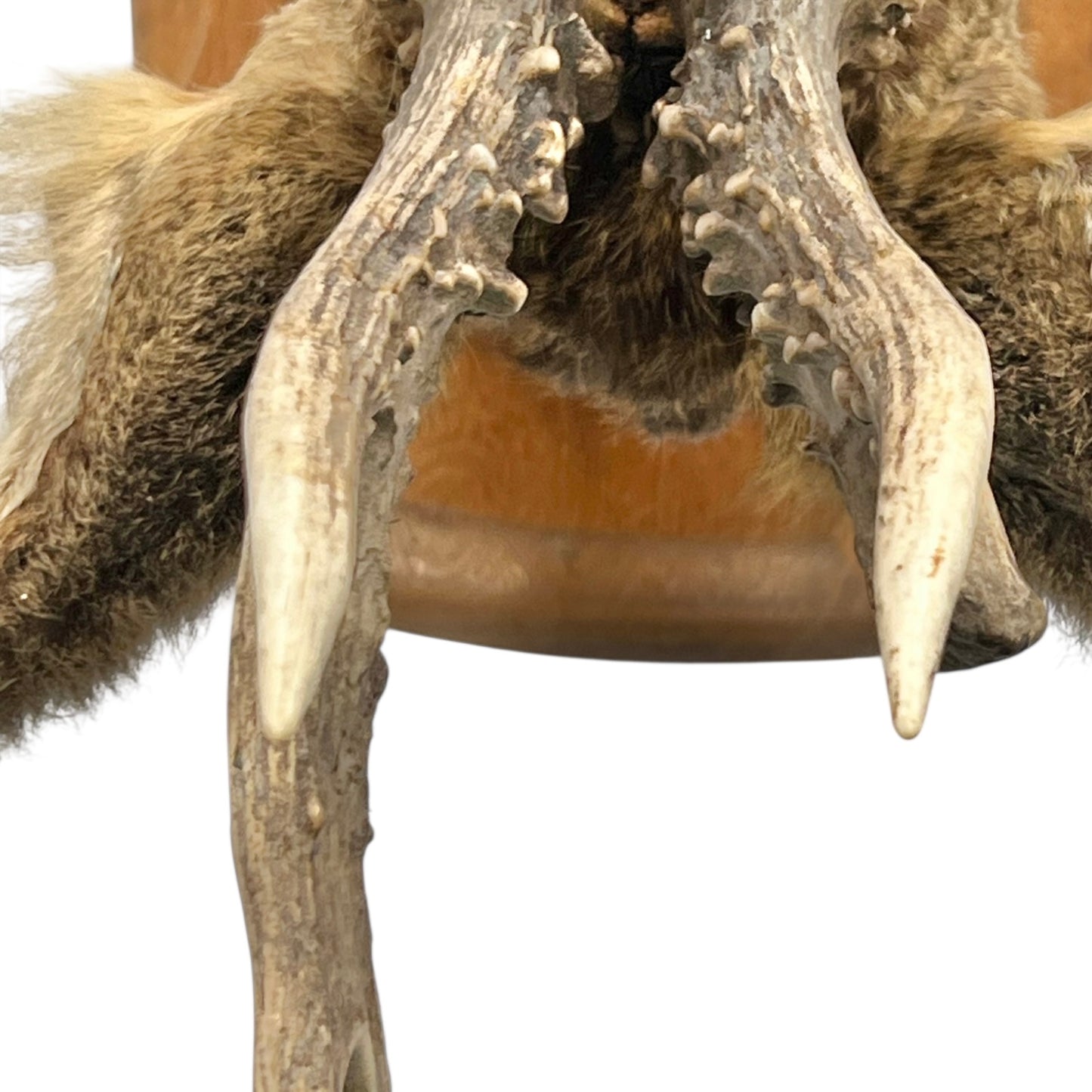 Taxidermy deer head with large antlers on a white background