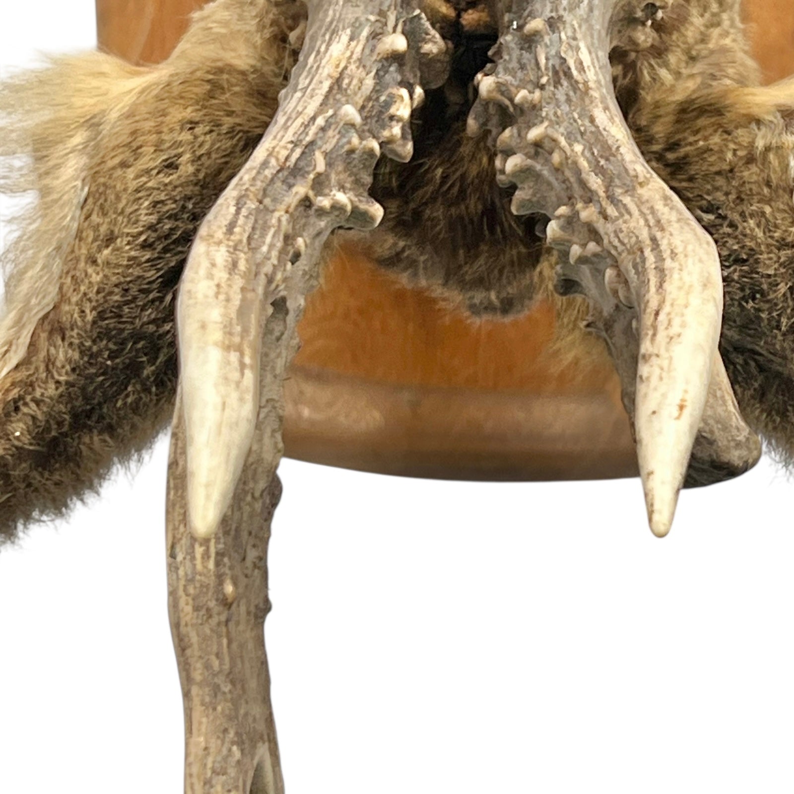Taxidermy deer head with large antlers on a white background