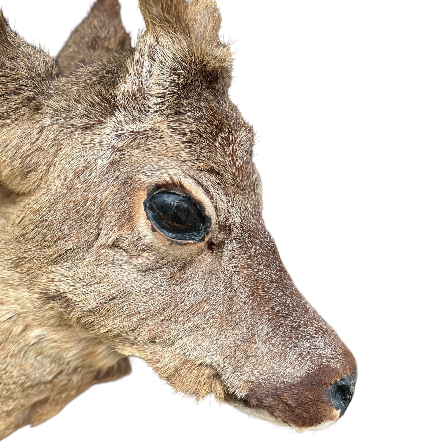 Close up of deer taxidermy head