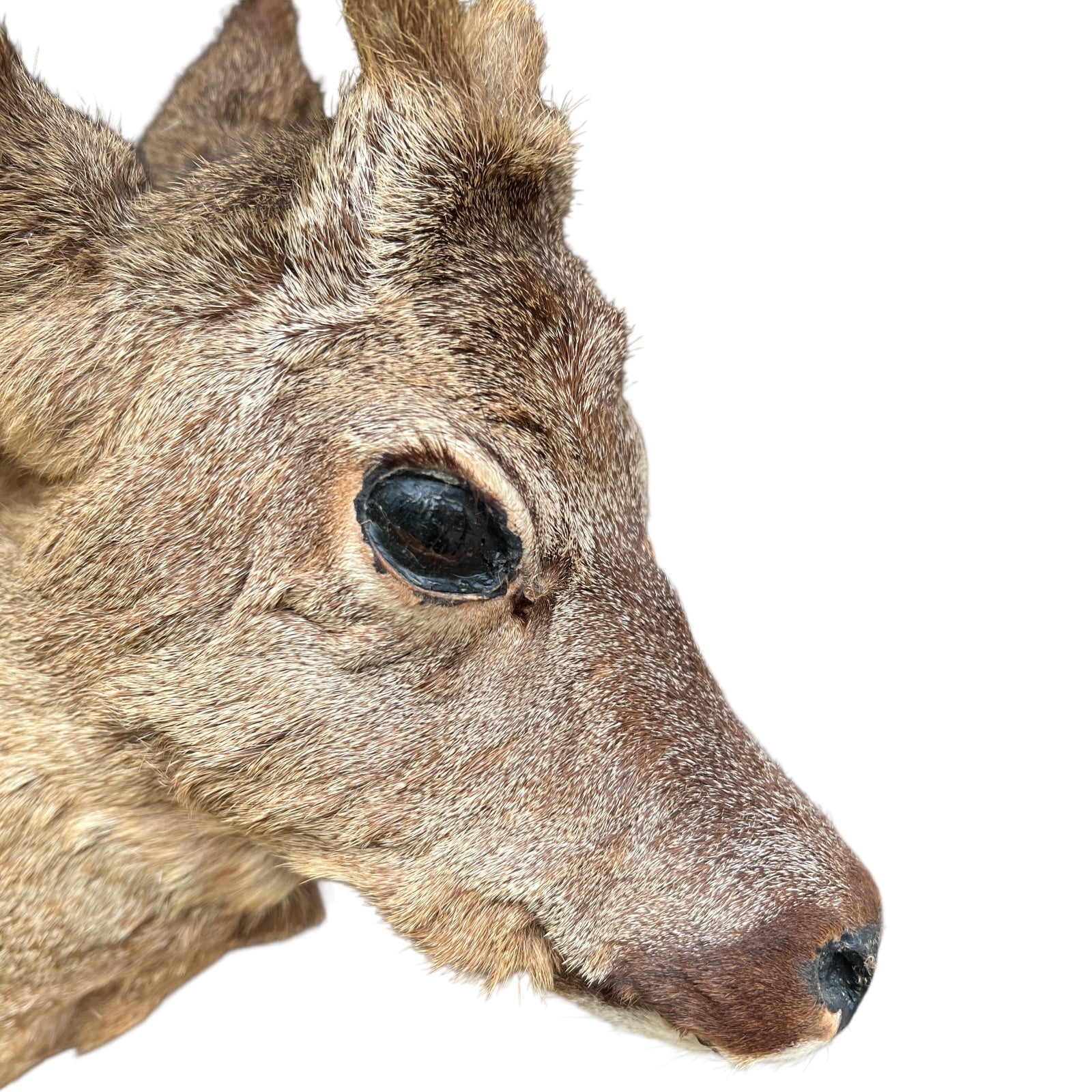 Close up of deer taxidermy head