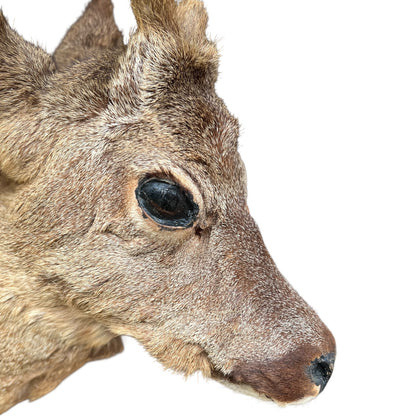 Close up of deer taxidermy head