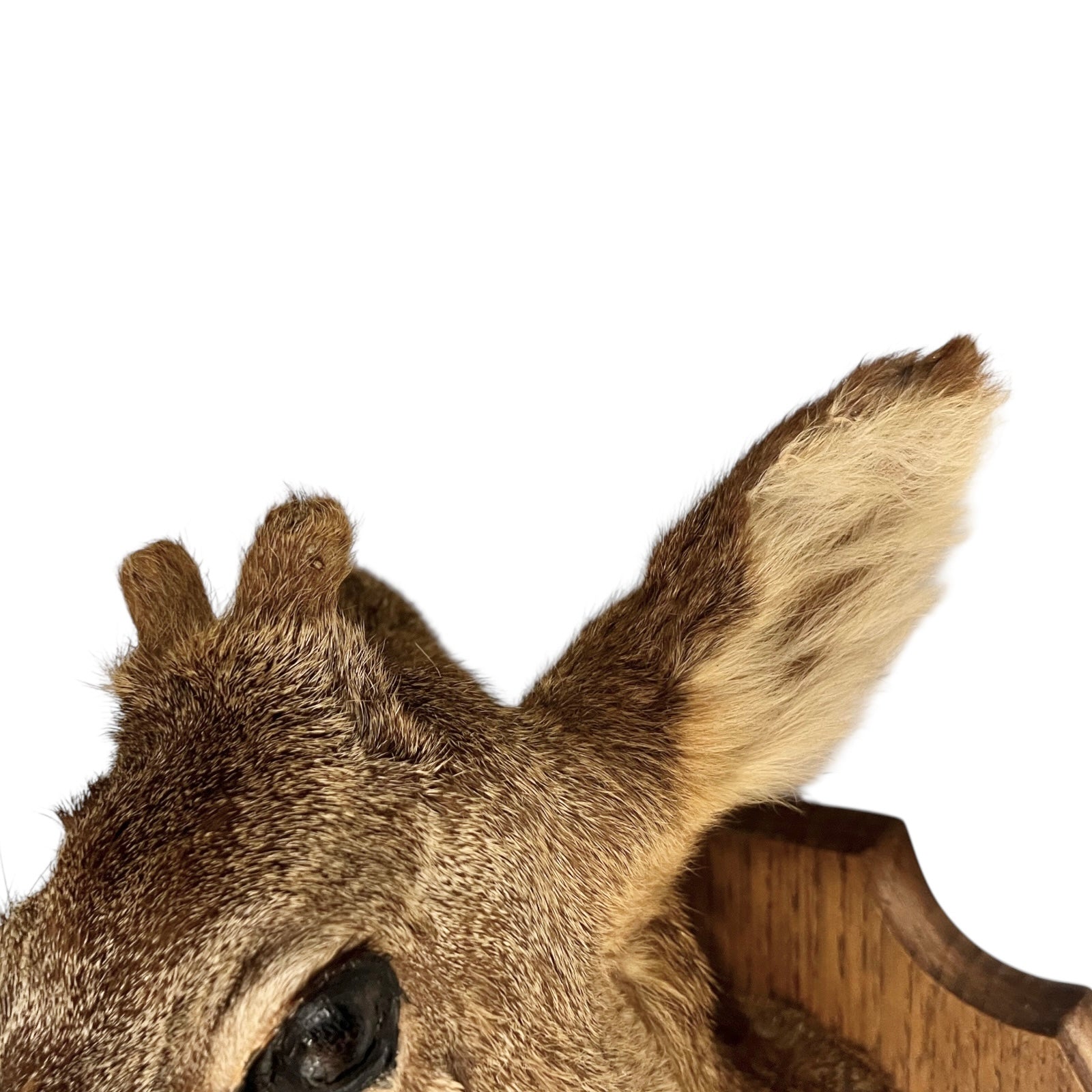 Close up of deer taxidermy head