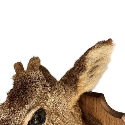 Close up of deer taxidermy head
