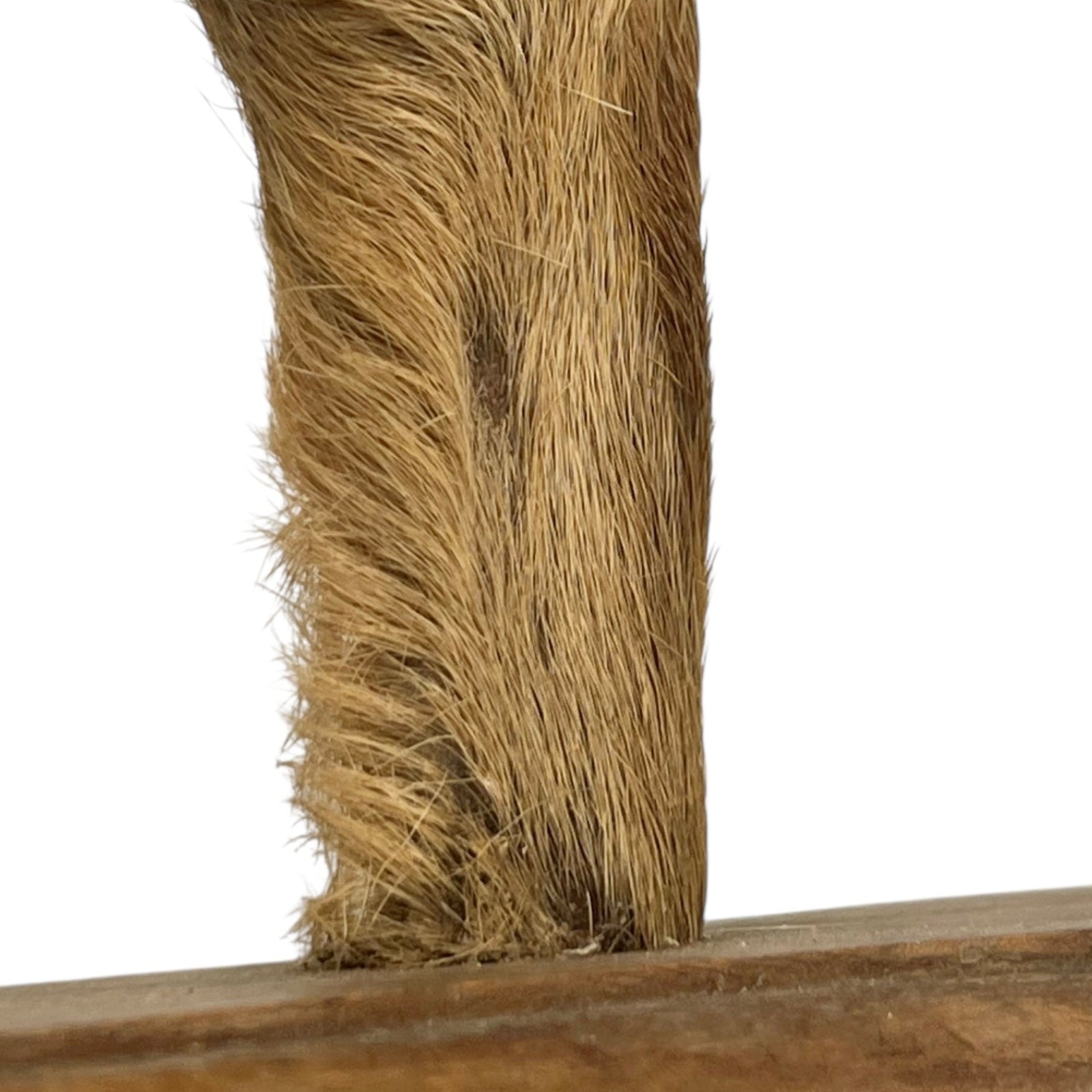 Close-up of a deer hoof on a wooden surface with a white background