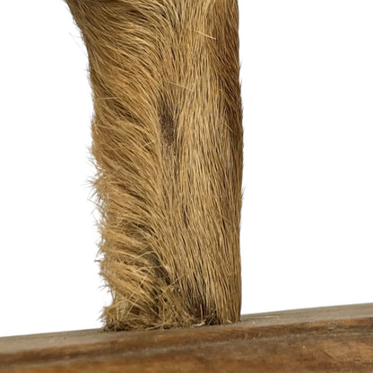 Close-up of a deer hoof on a wooden surface with a white background