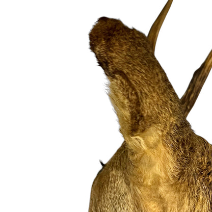 French Taxidermy Deer Head – Vintage Mounted Deer Specimen with Antlers