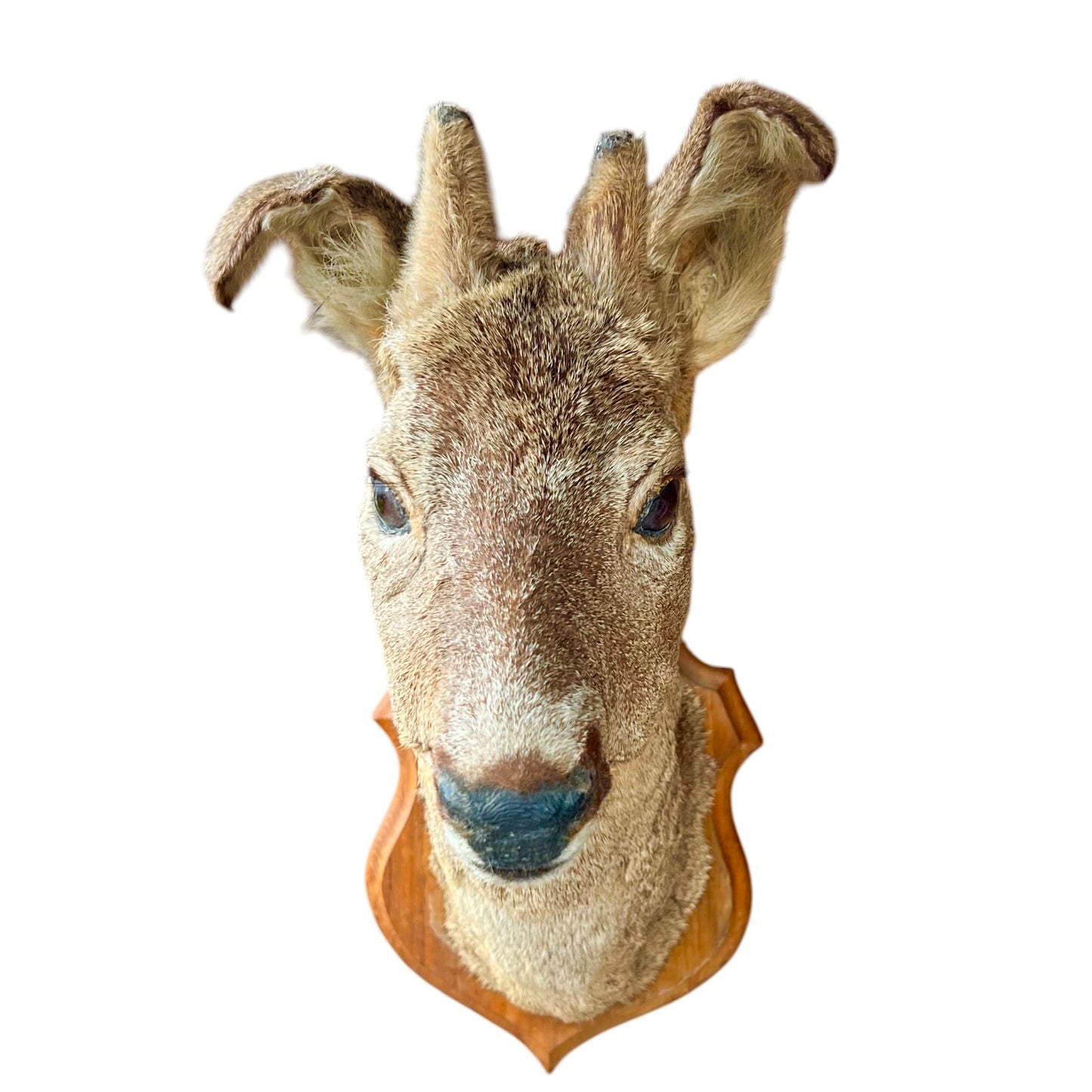 A taxidermy deer head mount on a wooden plaque, isolated on a white background.