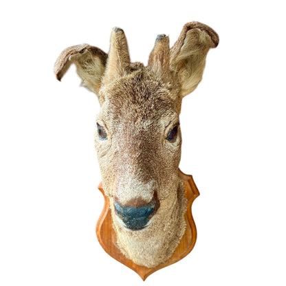 A taxidermy deer head mount on a wooden plaque, isolated on a white background.