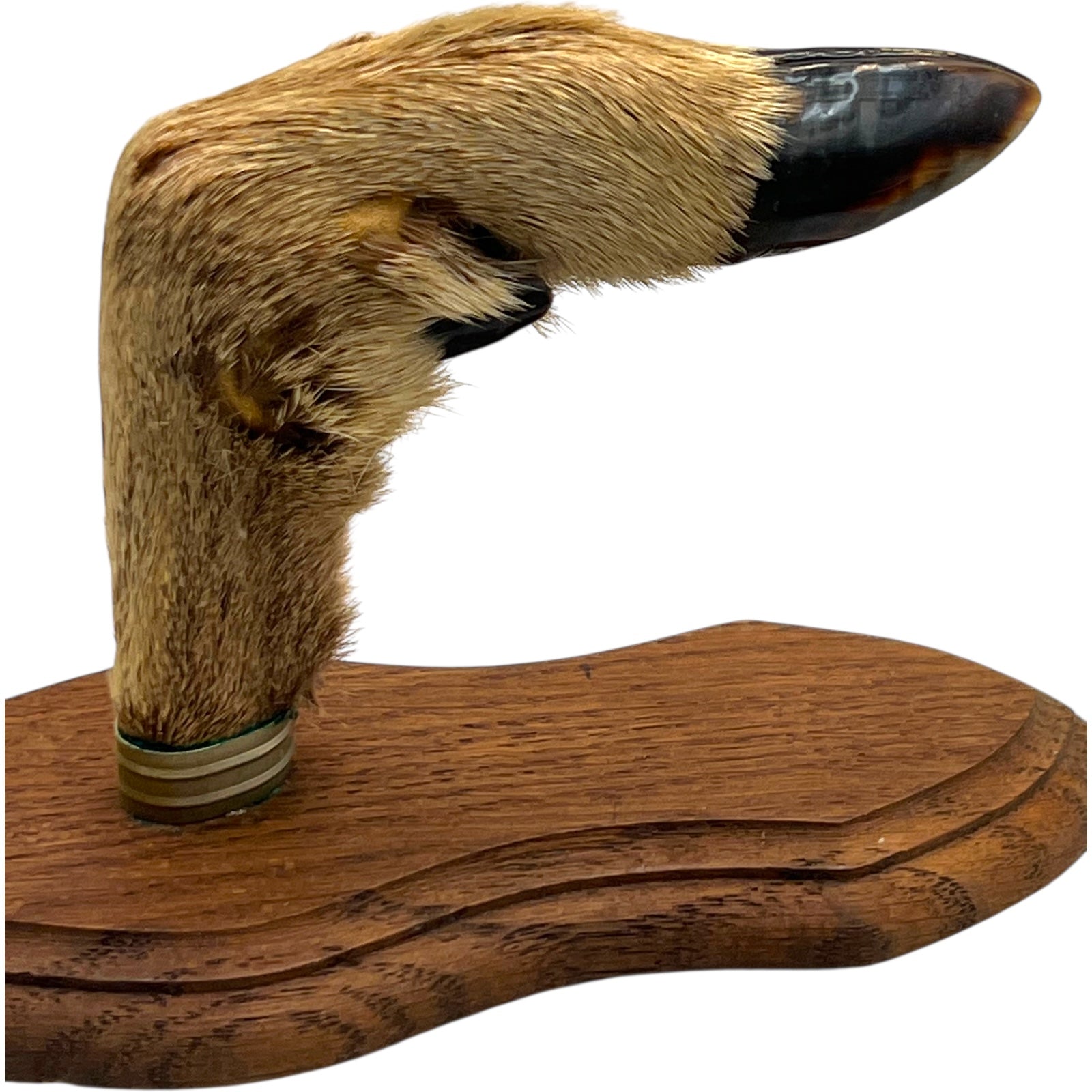 close up of a pair of wooden deer antler mounts with fur on a white background