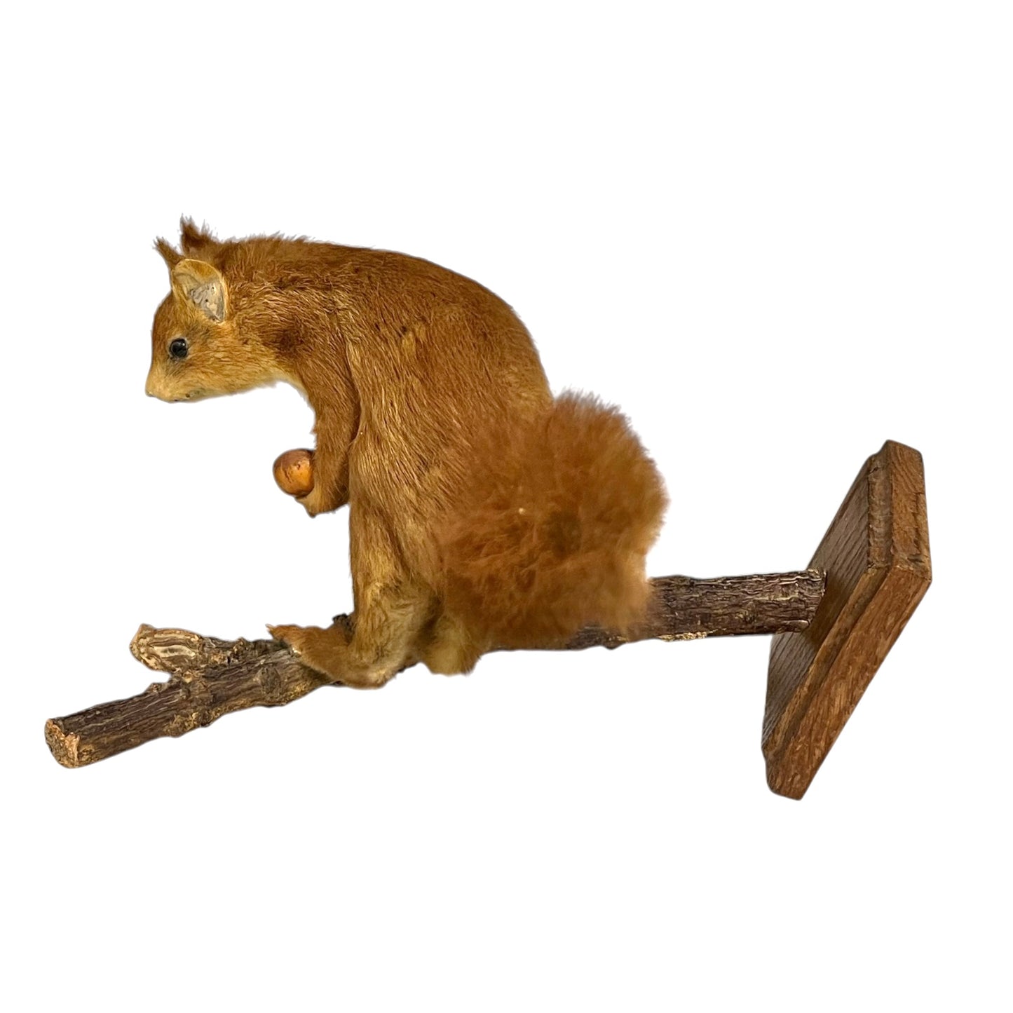 Stuffed squirrel on a branch with a white background
