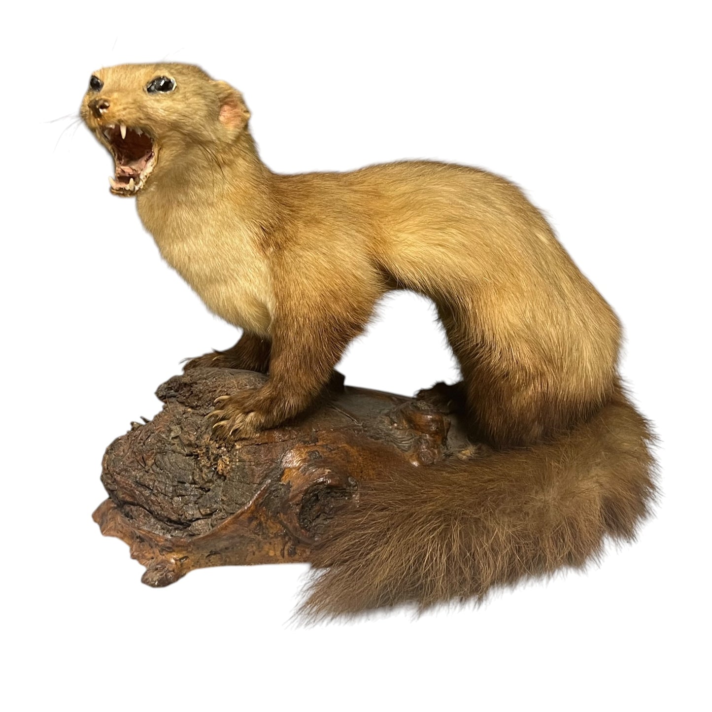 Taxidermy stoat on a wooden base with a white background