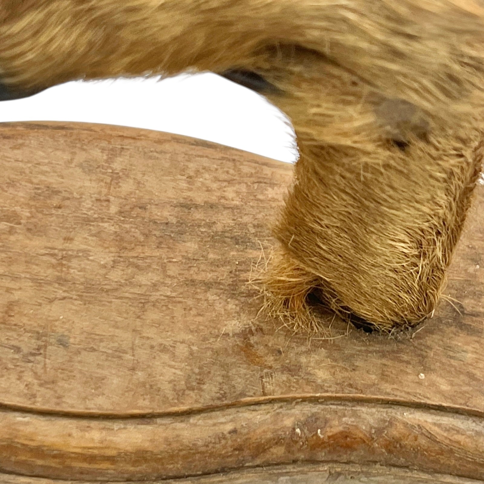 Close-up of a deer hoof on a wooden surface with a white background