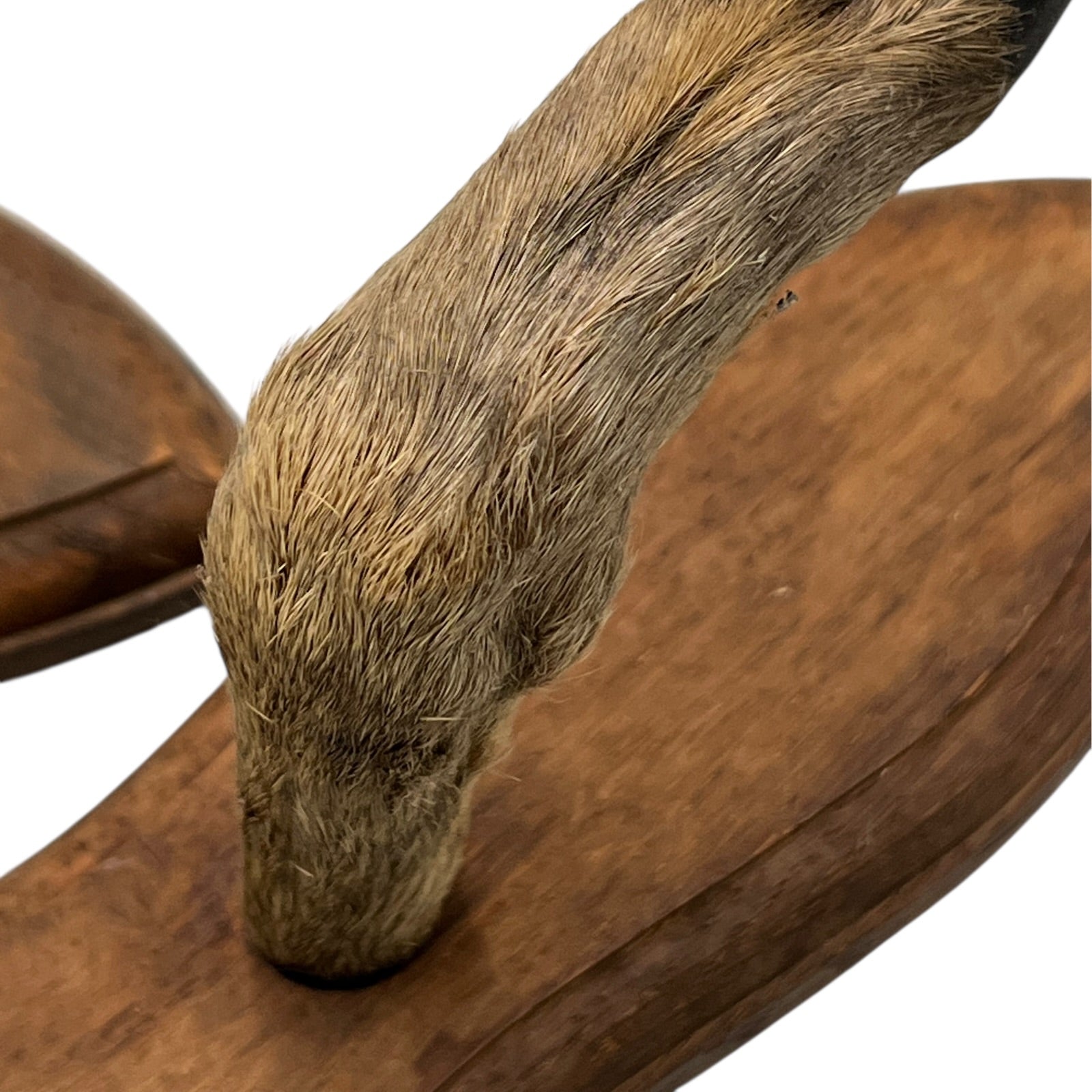 Close up of taxidermy deer hooves on a wooden mount on a white background