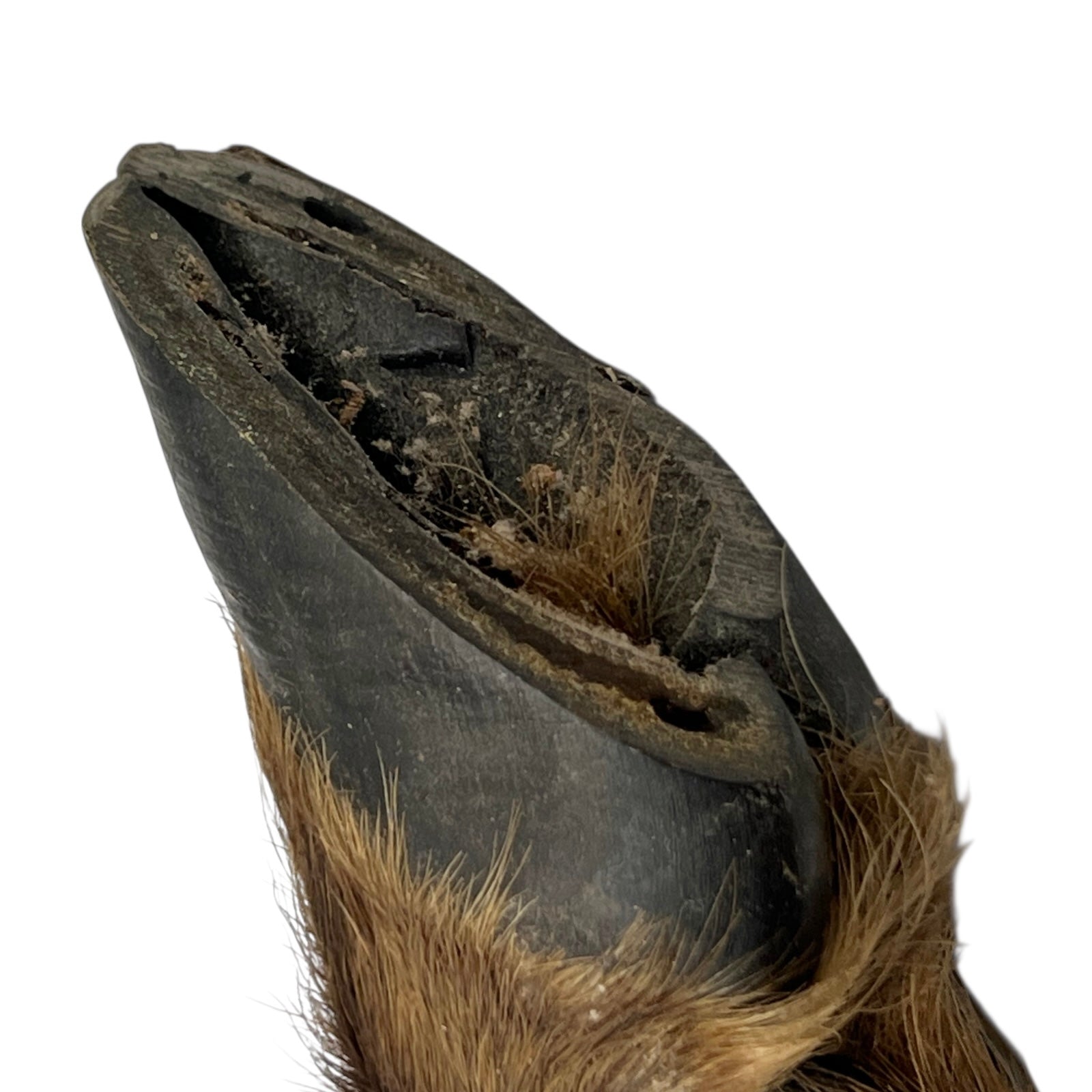 close up of boar hooves on a white background
