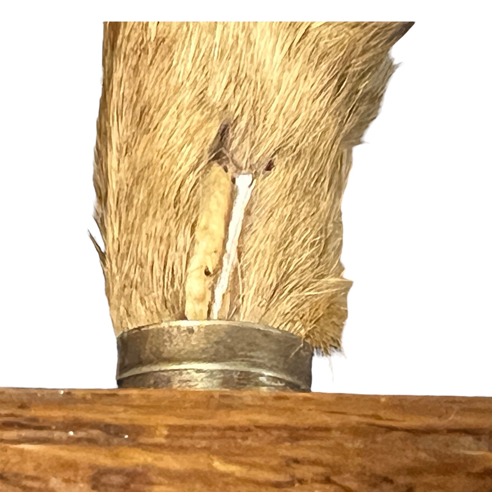 close up of deer hooves on a white background