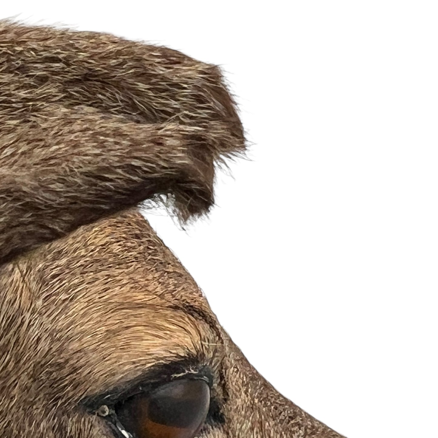 Vintage Taxidermy Roe Deer Head - French Mounted Specimen