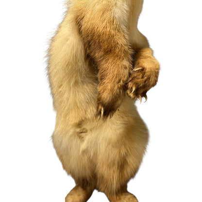 Close-up of a pine marten on a white background