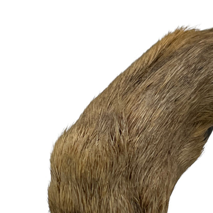 Close up of taxidermy deer hooves on a wooden mount on a white background