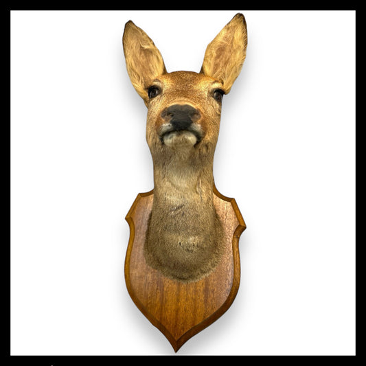 Taxidermy Deer Head, Roe Deer Wall Mounted, Stuffed Mount, Gift for Hunter