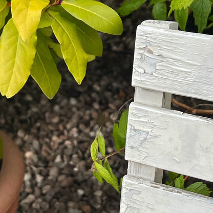Close-up detail of French wooden slatted chairs, highlighting their condition in an outdoor setting.