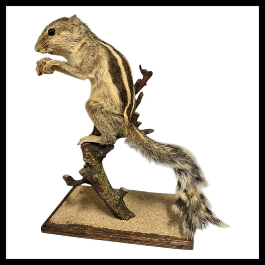 French Taxidermy Chipmunk, Vintage Taxidermy Specimen on a wooden stand eating a nut for sale from All Things French Store