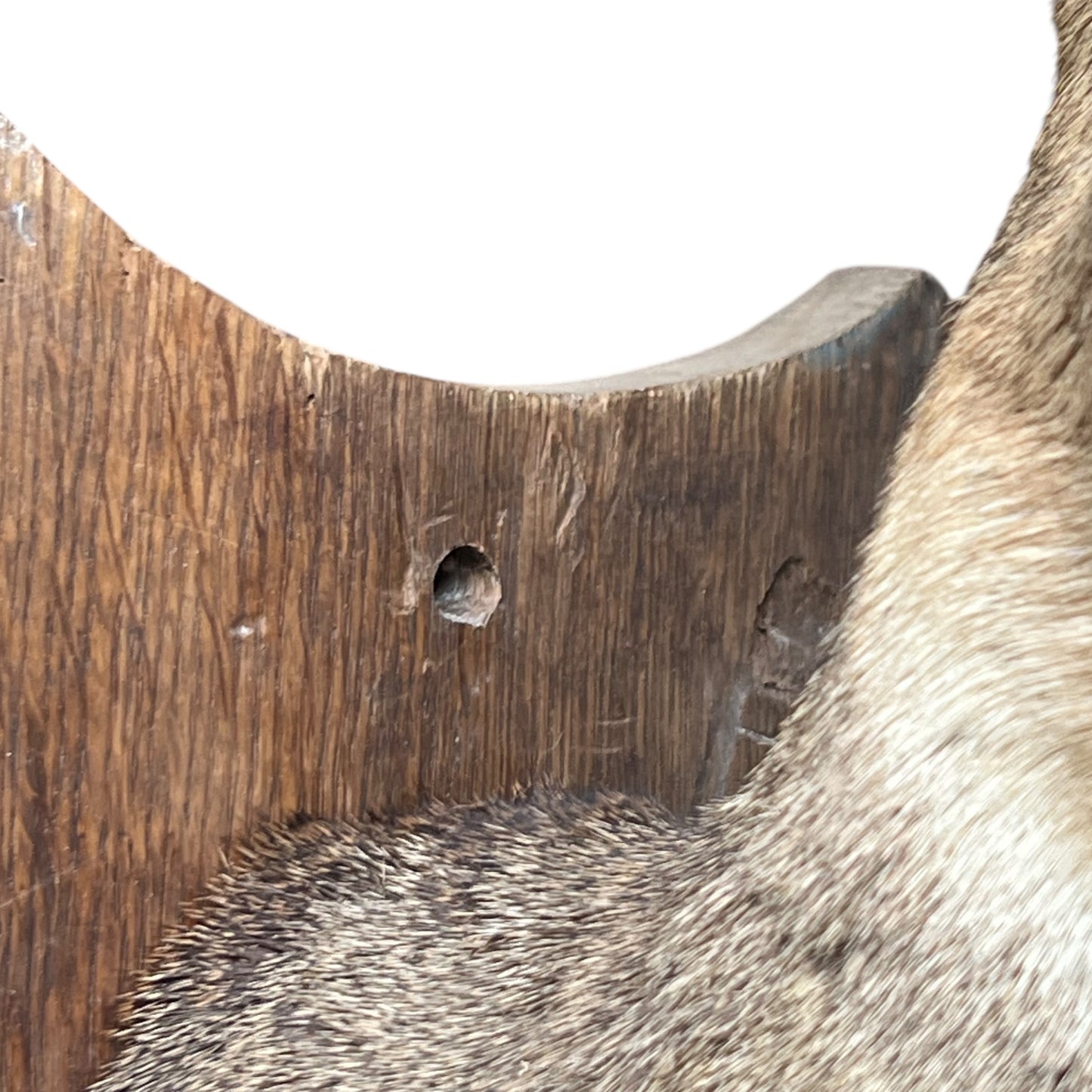 Close-up of a taxidermy deer head on a white background