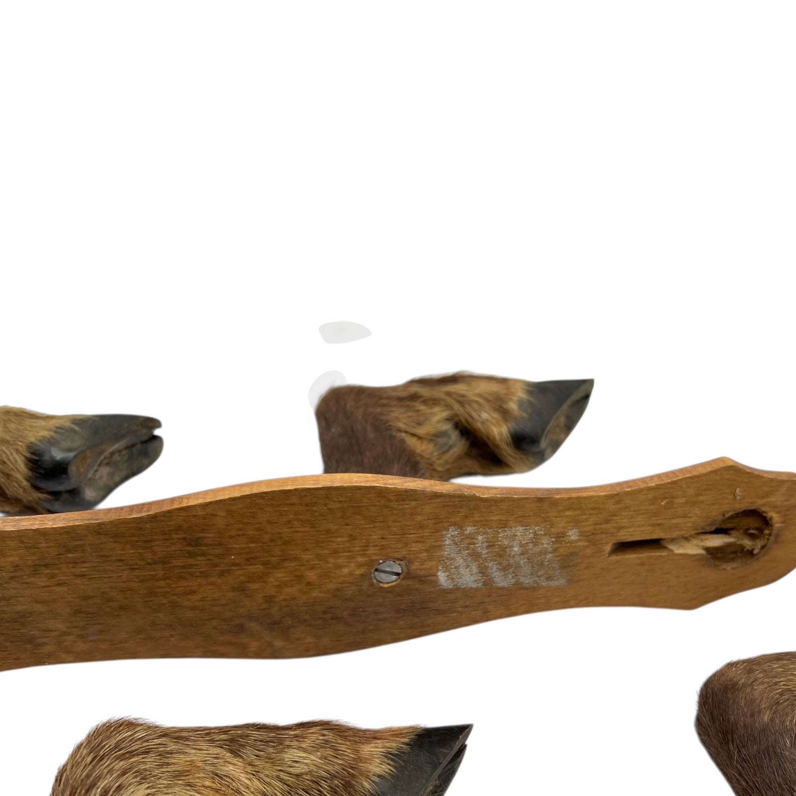 back view of boar hooves on a white background