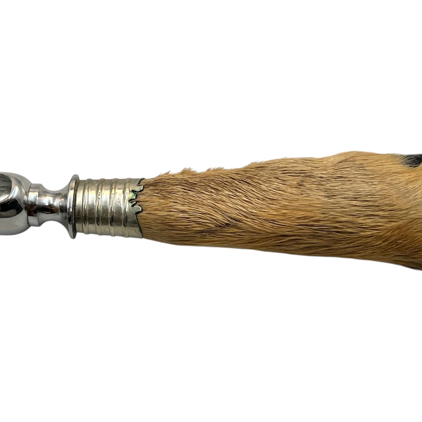 Close-up of a deer hoof on a white background