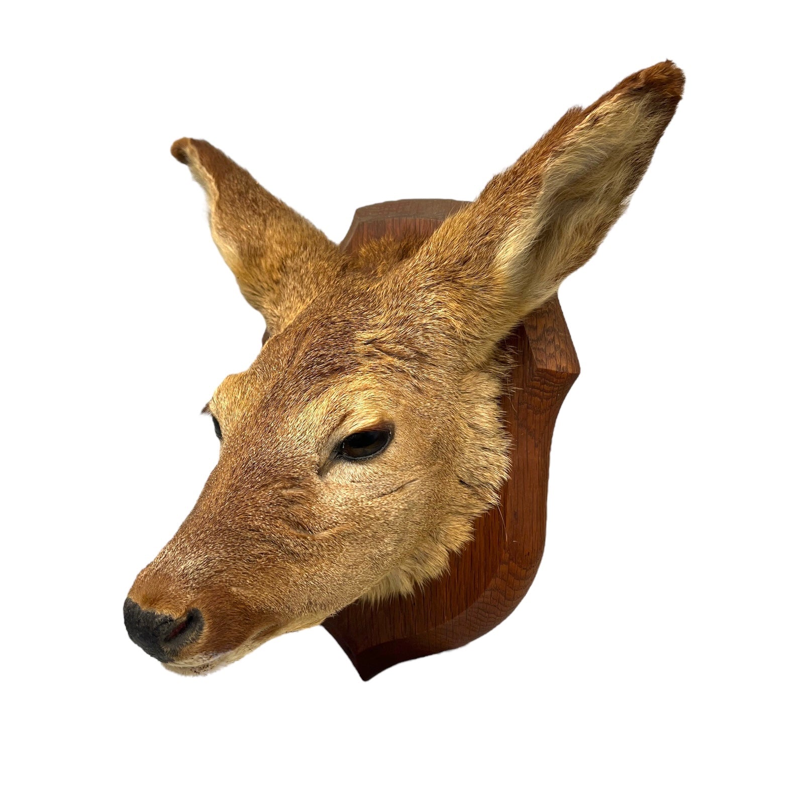 Taxidermy Roe Deer Head Mounted On a Wooden Shield, Good Condition 