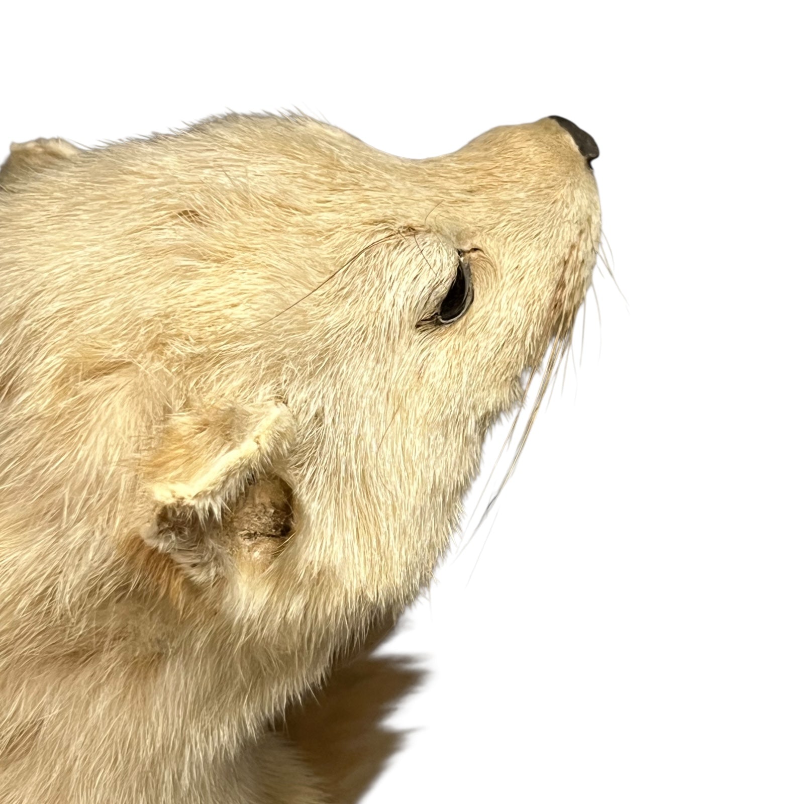 Close-up of a pine marten face on a white background