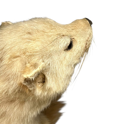Close-up of a pine marten face on a white background