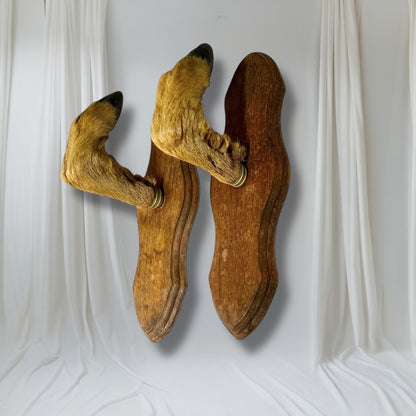Pair of French vintage taxidermy deer hooves on wooden mounts set on a white background