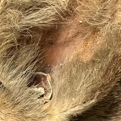 A close-up view of an animal's fur, showing the skin and hair texture in detail.