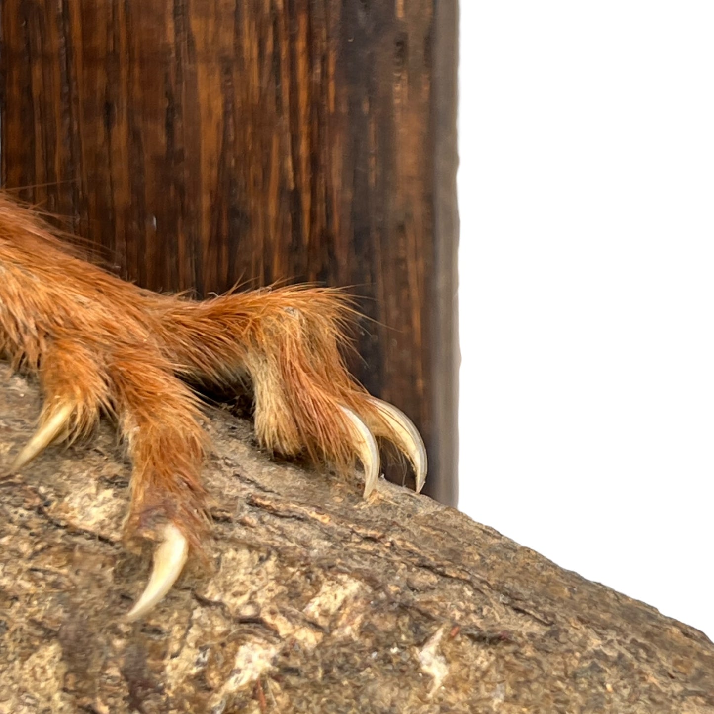 French vintage taxidermy red squirrel