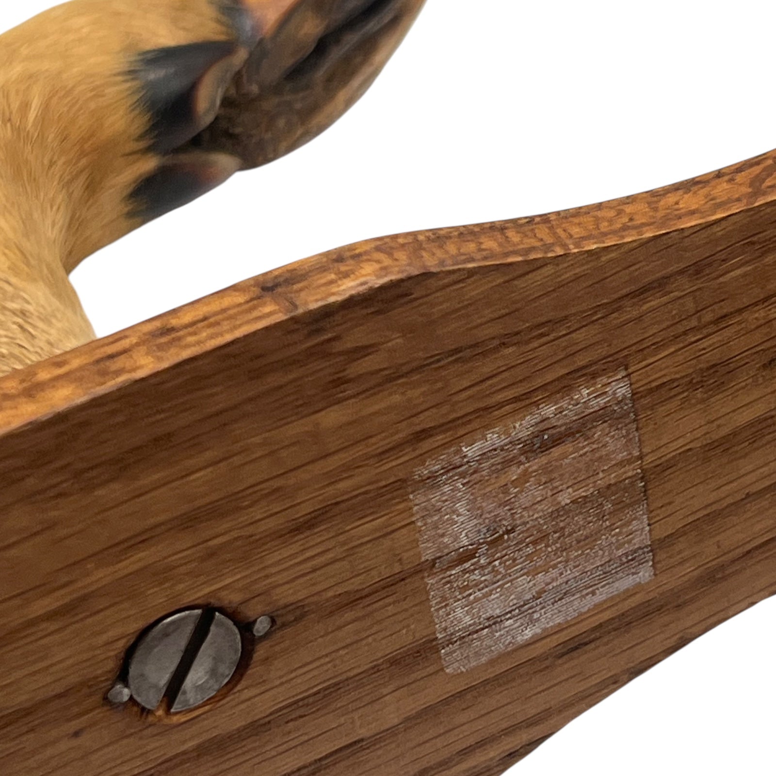 Close up of  French vintage deer hooves on a 2 wooden mounts, ideal for coat hooks - on a white background