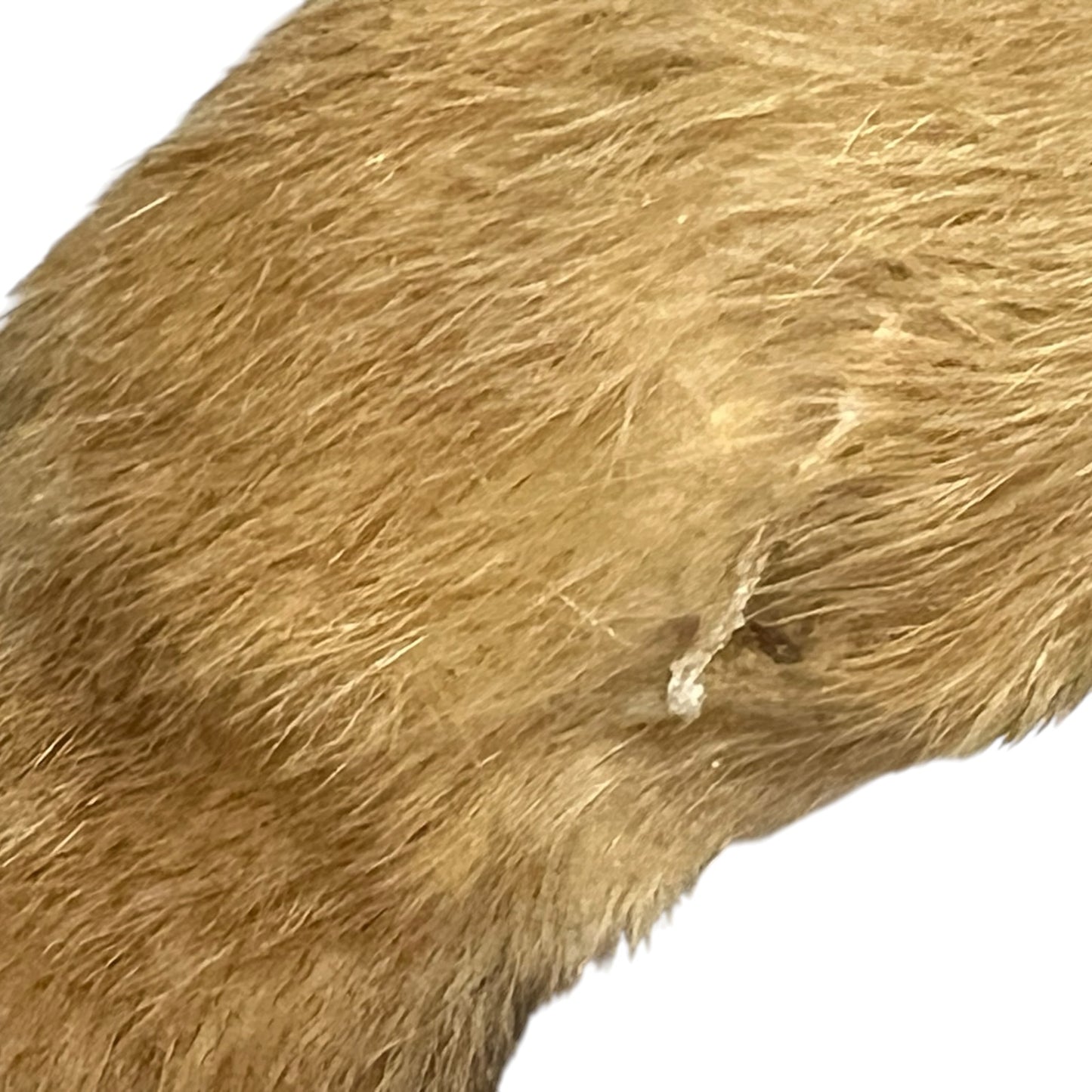 Close up of a taxidermy weasel on a white background