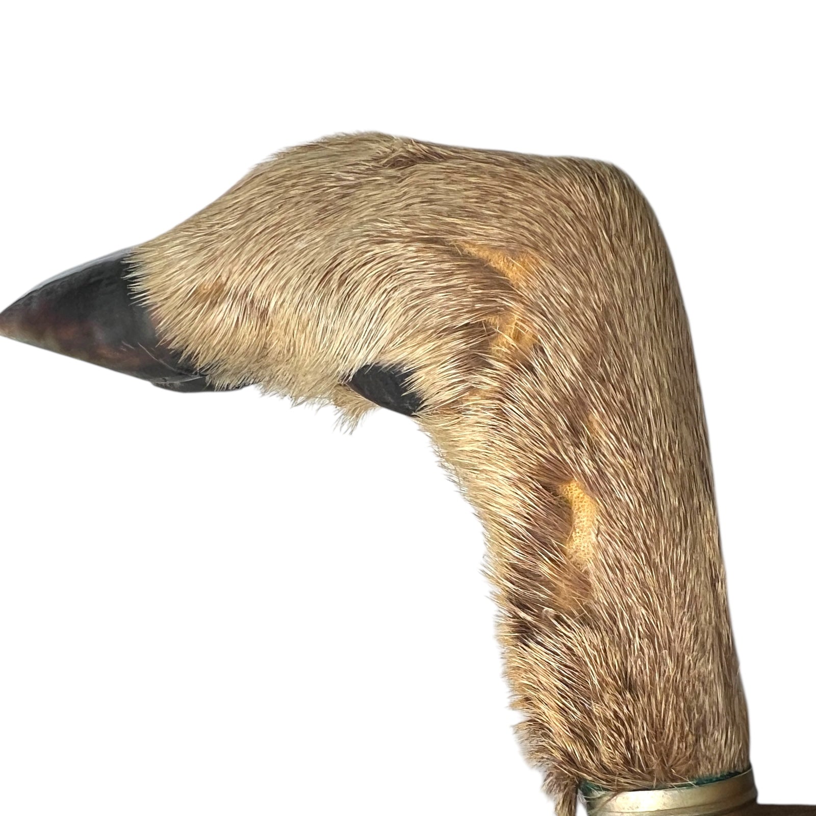 close up of a pair of wooden deer antler mounts with fur on a white background