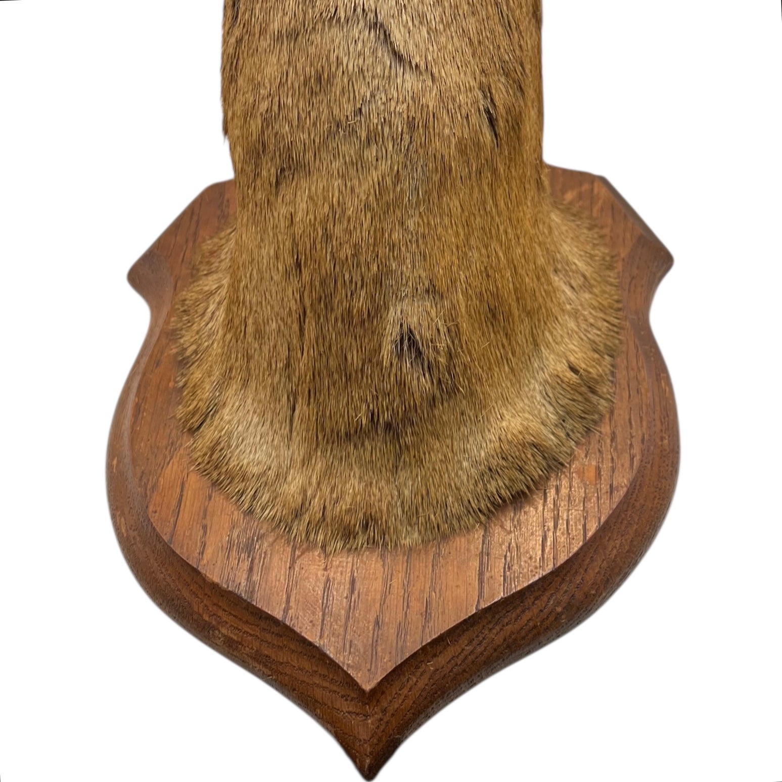 close up image of deer head nape