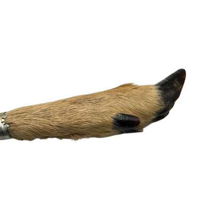Close-up of a deer hoof on a white background