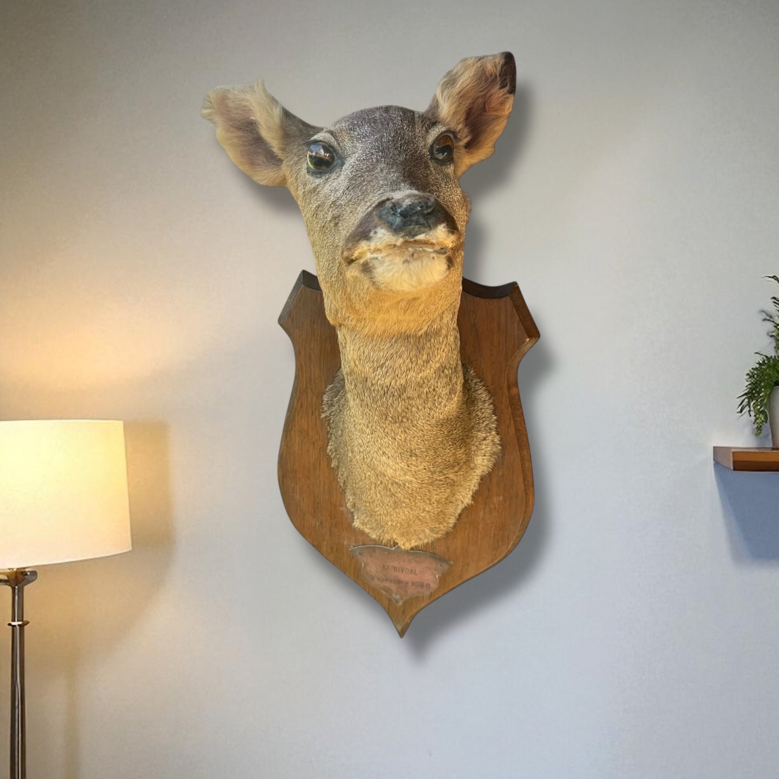 Taxidermy deer head mounted on a wooden plaque against a white background