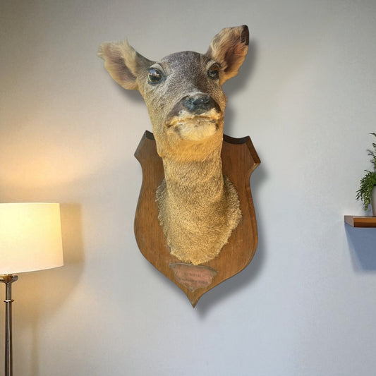 Taxidermy deer head mounted on a wooden plaque against a white background