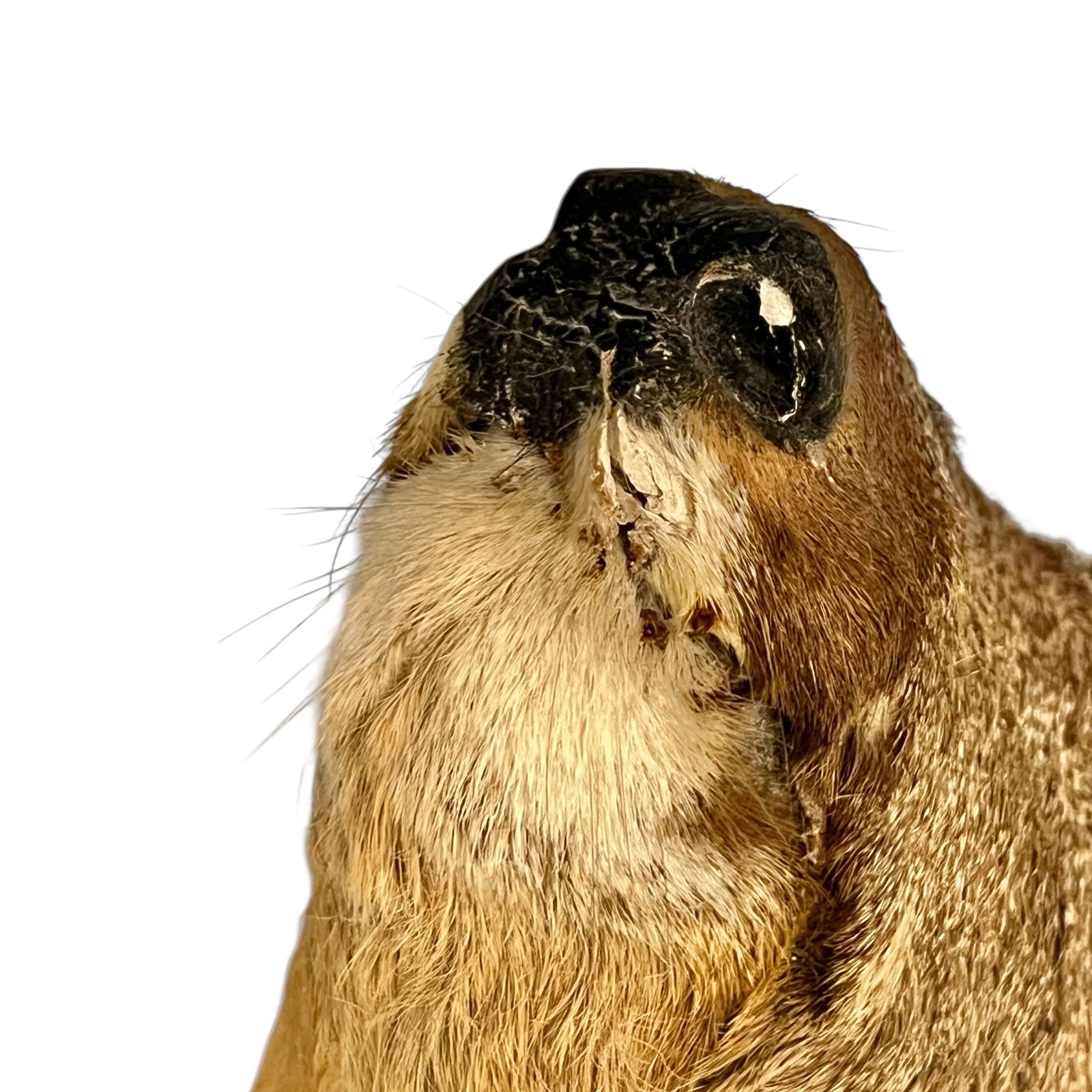 Close-up of deer mount against a wooden surface