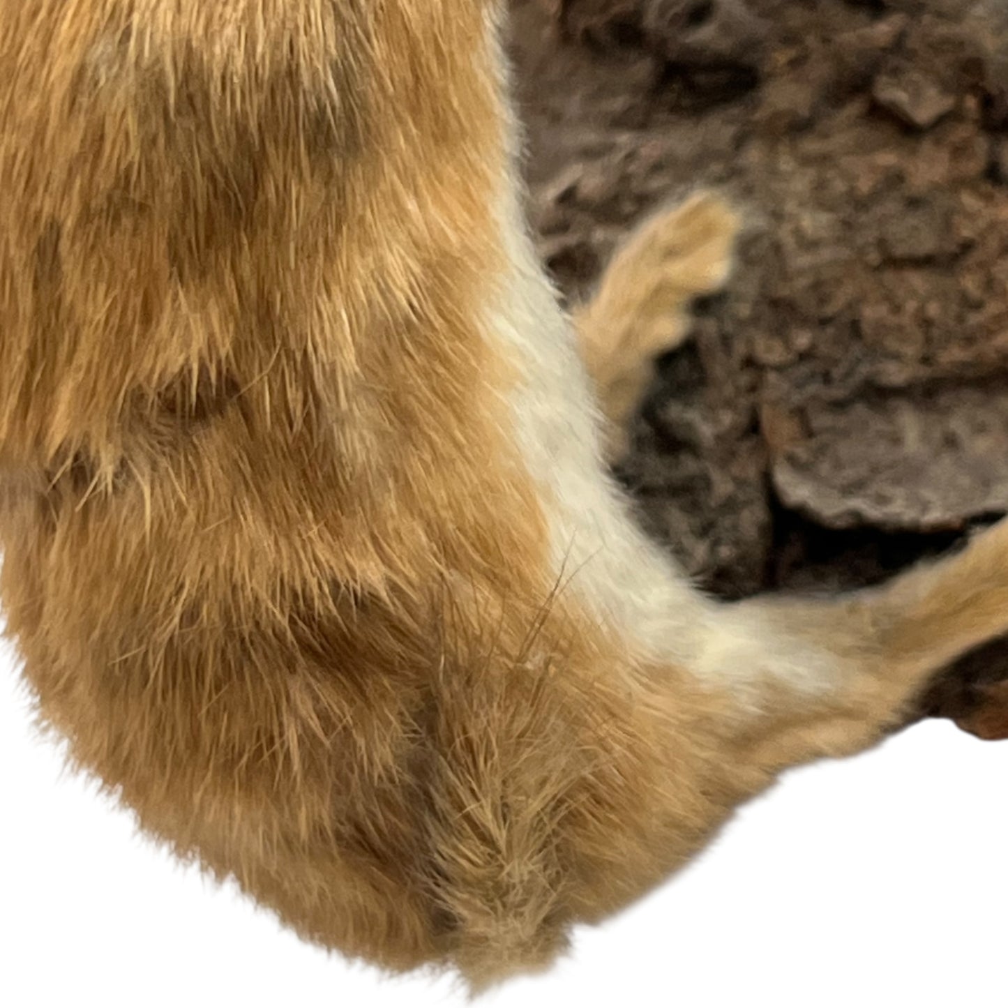 Close-up of a pair of brown weasels on a white background