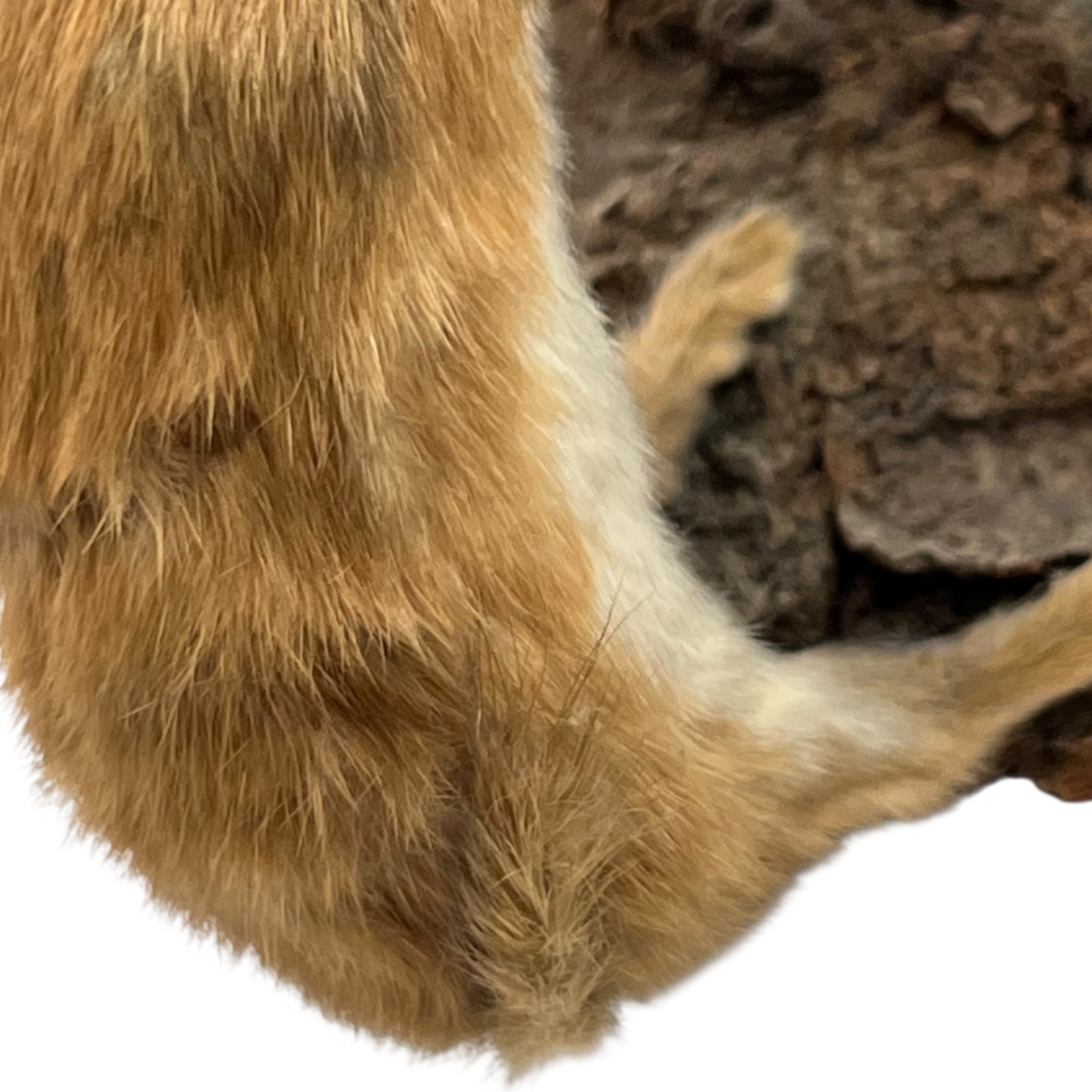 Close-up of a pair of brown weasels on a white background