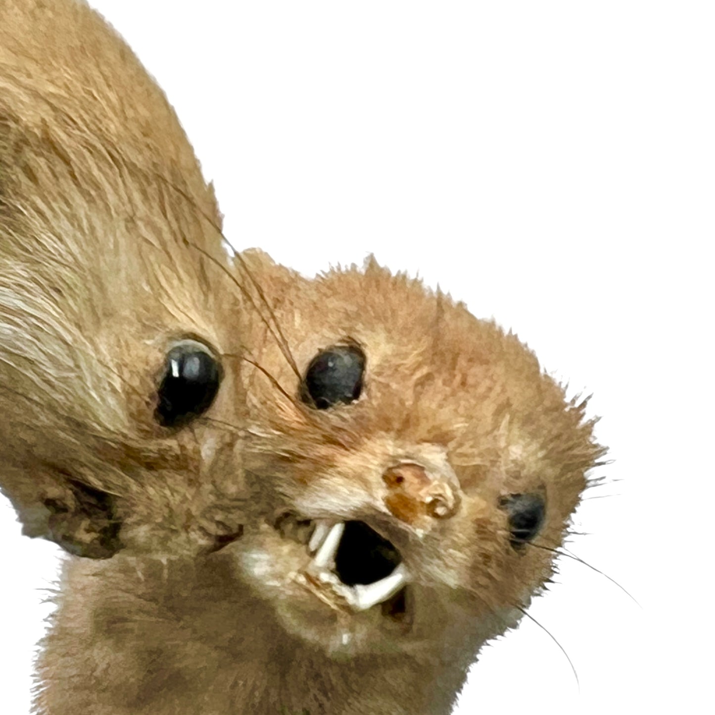 Close-up of a pair of brown weasels on a white background